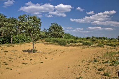 Spring time scenery landscape in Croatian desert clipart