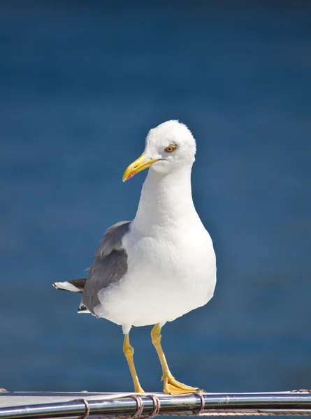 stock image Sea gull standing on boat front view