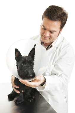 Veterinarian With Dog clipart