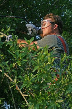 Workman Trimming Tree clipart