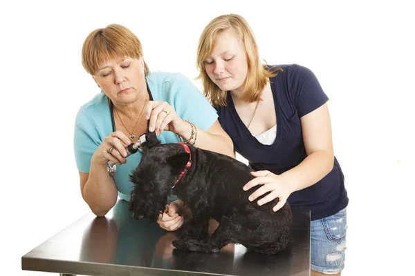 Vyšetření u veterináře — Stock fotografie