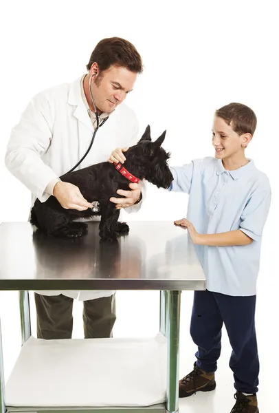Pies i chłopiec na weterynarza — Zdjęcie stockowe