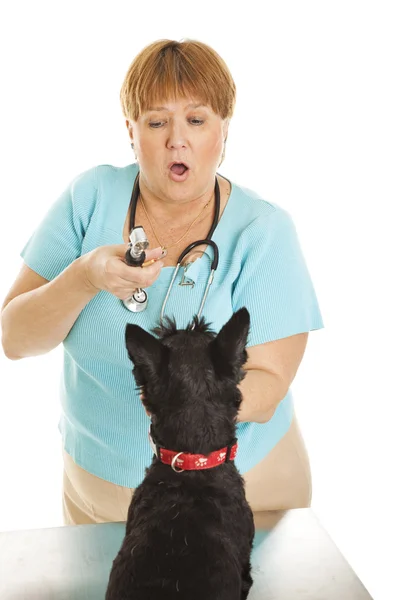 Femmina veterinario esamina cane — Foto Stock