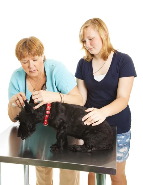 Обследование женского ветеринарного пациента — стоковое фото