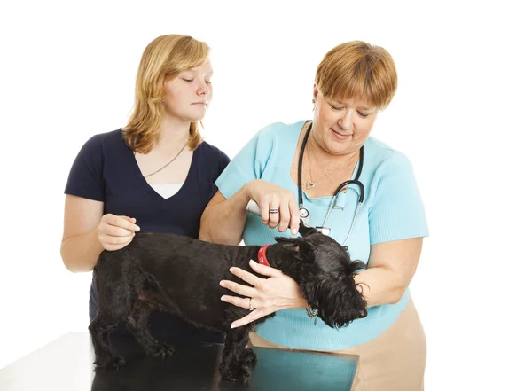 Kadın veteriner hasta muamelesi yapıyor. — Stok fotoğraf