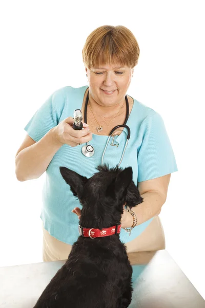 Kvinnliga veterinär — Stockfoto