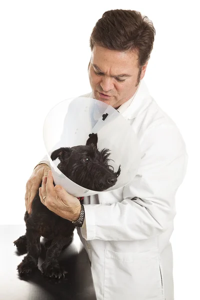 兽医安抚紧张的病人 — 图库照片