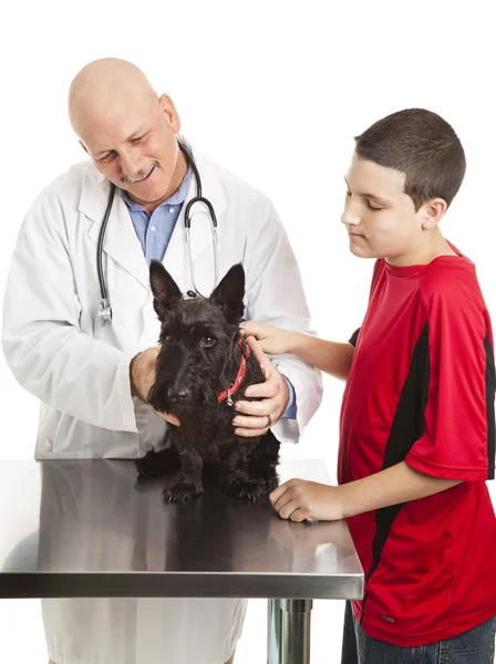 Veterinario si prende cura di Scotty Dog — Foto Stock