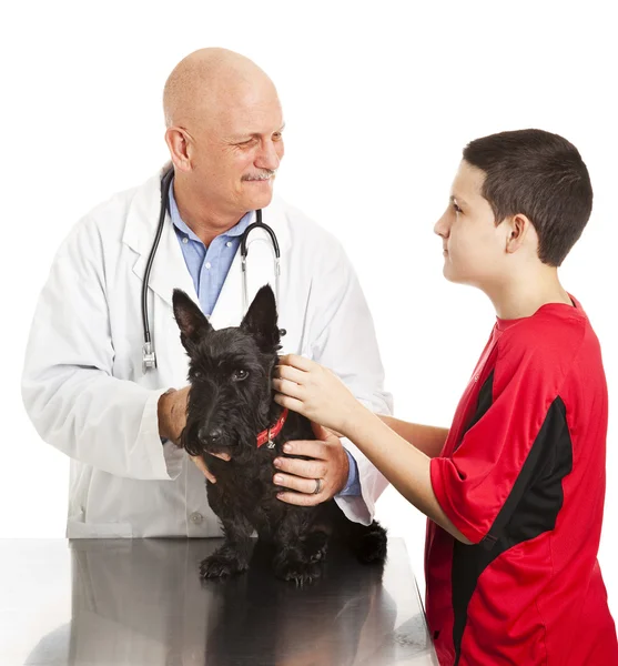 Veterinär försäkrar tonåring om hund — Stockfoto