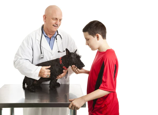 Veterinären bryr sig för tonåringar hund — Stockfoto