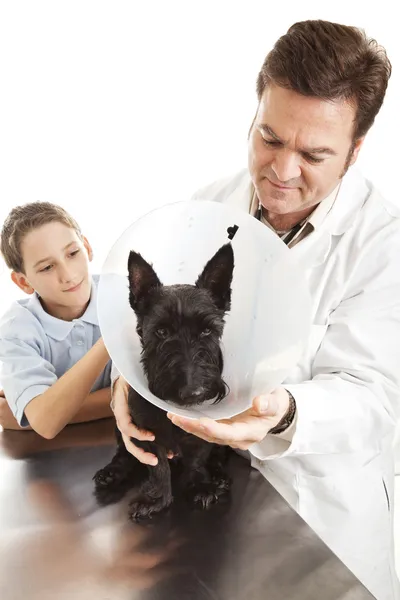 Pes ošetřující veterinární lékař — Stock fotografie
