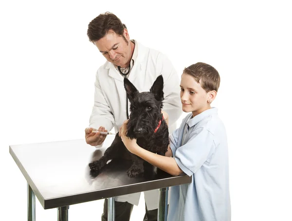 Ветеринар и помощник — стоковое фото