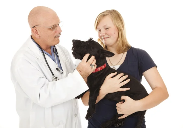 Ветеринар с девочкой и собакой — стоковое фото