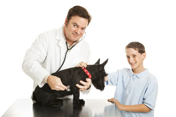 Veterinary Check Up — Stock Photo, Image