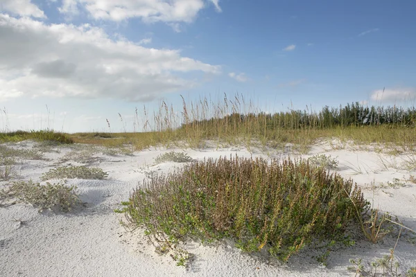 Plaży trawa idealna niebo — Zdjęcie stockowe