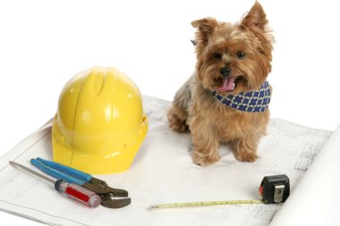 Canine Architect clipart