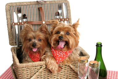 Picnic Basket of Puppies clipart