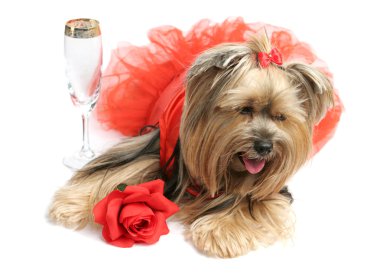 Sad Alcoholic Yorkie clipart