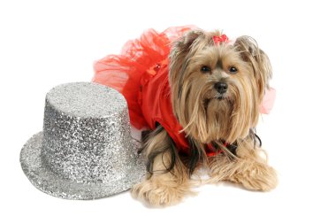 Yorkie Showgirl