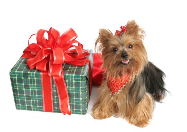 Yorkie with Christmas Gift