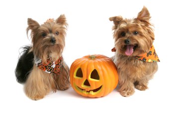 Yorkies At Halloween clipart