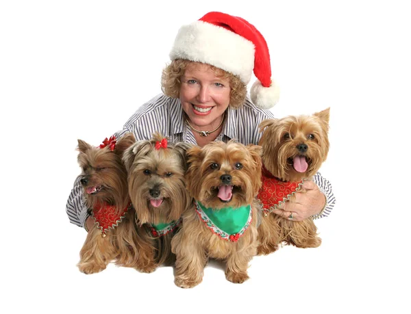 圣诞节的约克犬全家福 — 图库照片