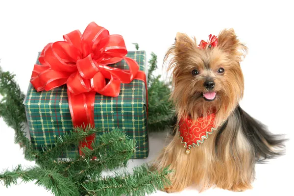 Navidad Yorkshire Terrier — Foto de Stock