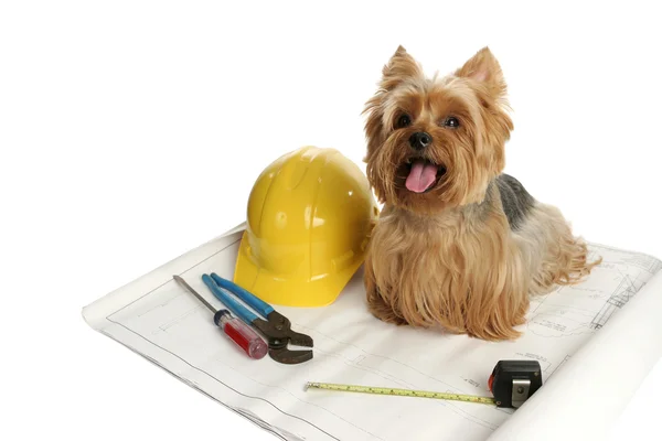 建設犬 — ストック写真