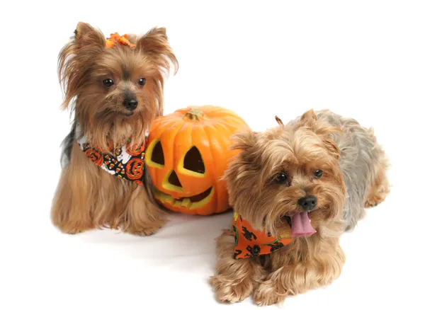Terriers de yorkshire de Halloween — Foto de Stock
