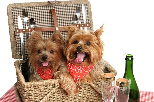 Piknik sepeti Puppies — Stok fotoğraf