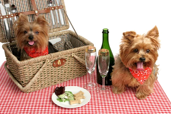 Picknick pups — Stockfoto