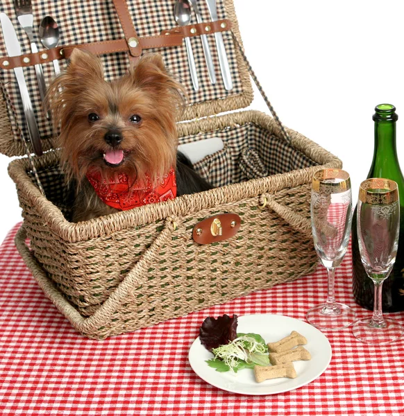 Piknik szczenięta — Zdjęcie stockowe