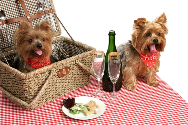 Puppy's op picknick — Stockfoto