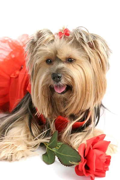 约克犬公主与玫瑰 — 图库照片