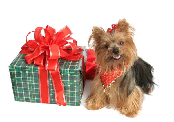 Yorkie with Christmas Gift — Stock Photo, Image