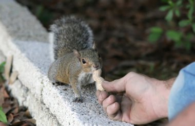 Hand Fed Squirrel clipart