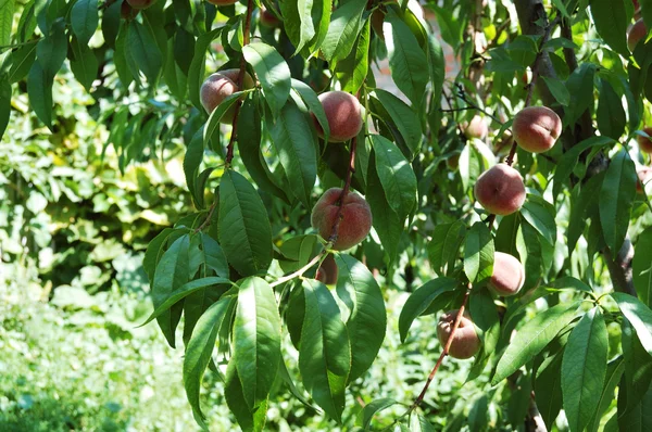 Pêssegos maduros em um ramo verde . — Fotografia de Stock