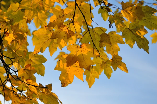 Ahornzweig in Herbstfarben gegen den blauen Himmel — Stockfoto