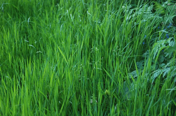 Closeup of the green grass — Stock Photo, Image