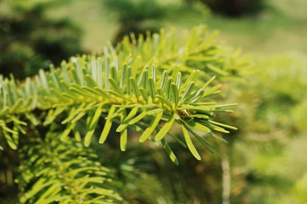 Vintergröna träd gren ram — Stockfoto