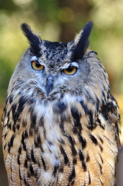 Great Horned Owl clipart