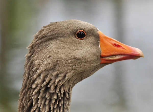 Wild goose — Stock Photo, Image