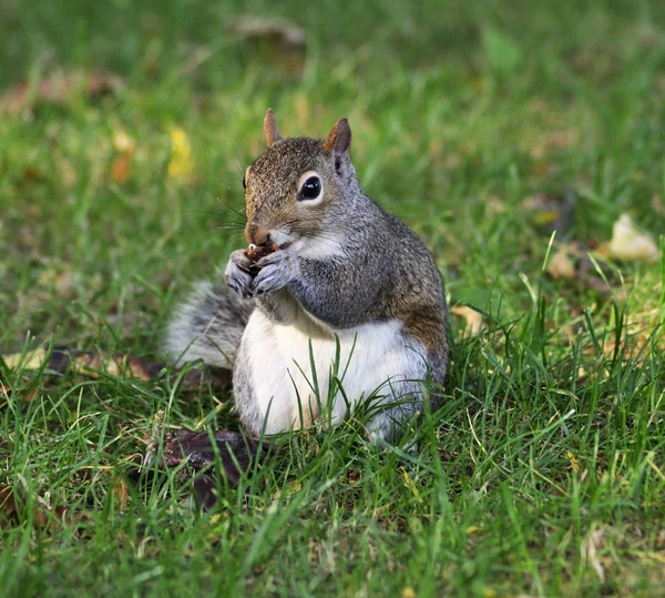 회색 다람쥐 — 스톡 사진