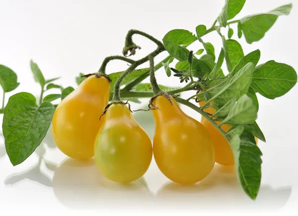 Żółte pomidory — Zdjęcie stockowe