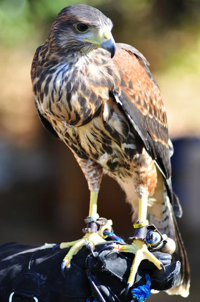 Hawk sitter på handsken — Stockfoto