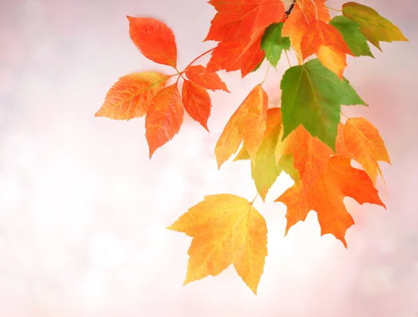 Renkli sonbahar yaprakları — Stok fotoğraf