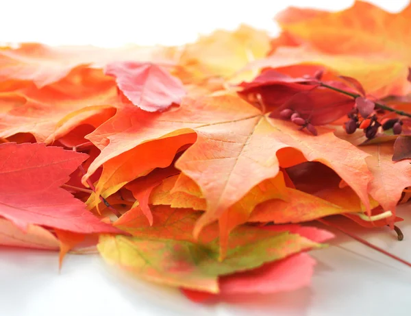 Hojas de otoño colorido —  Fotos de Stock