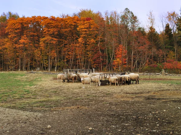 Herfst in een schapenboerderij — Stockfoto