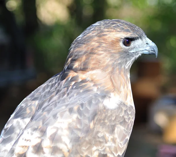 A Hawk , close up — Stock Photo, Image