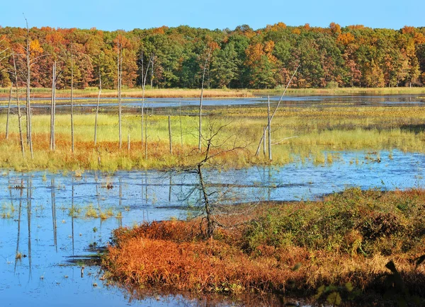 Осенний лес на озере. — стоковое фото